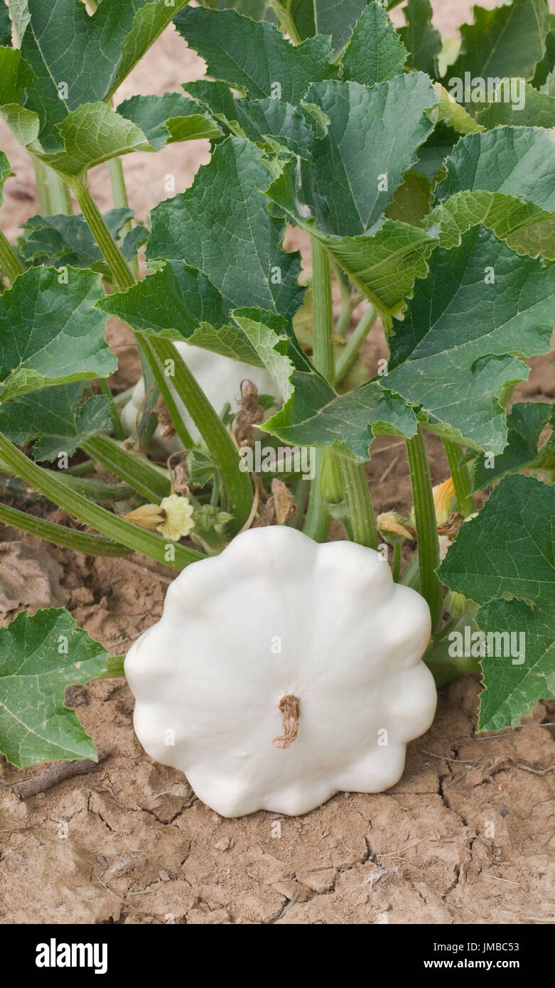 Mature bianco Pattypan Squash in giardino Foto Stock