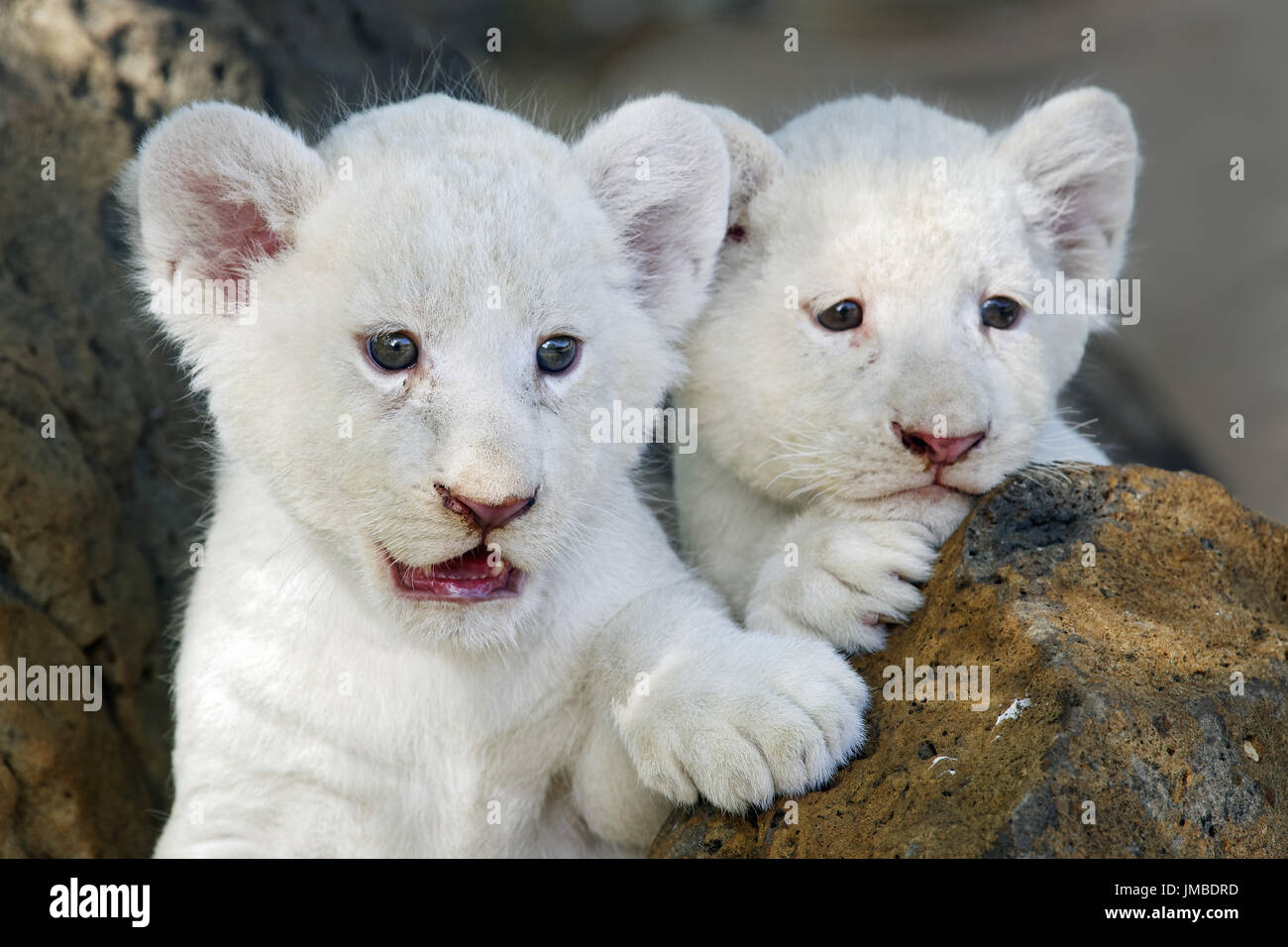 African white LION CUB - Panthera leo Foto Stock