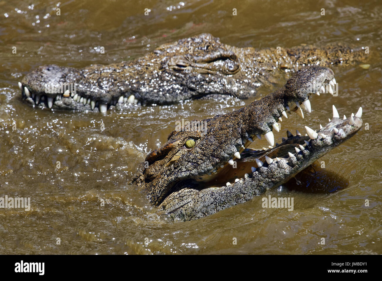 Coccodrilli del Nilo - Crocodylus niloticus Foto Stock