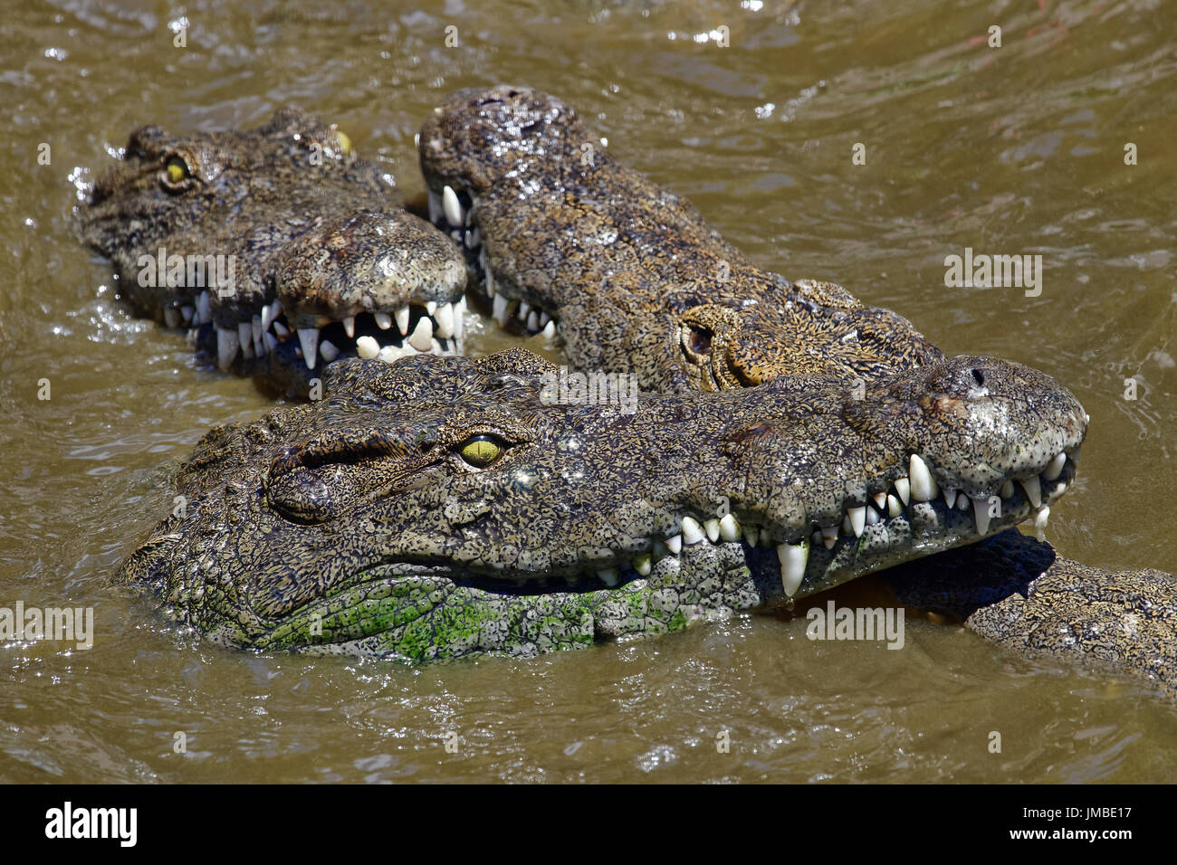 Coccodrilli del Nilo - Crocodylus niloticus Foto Stock
