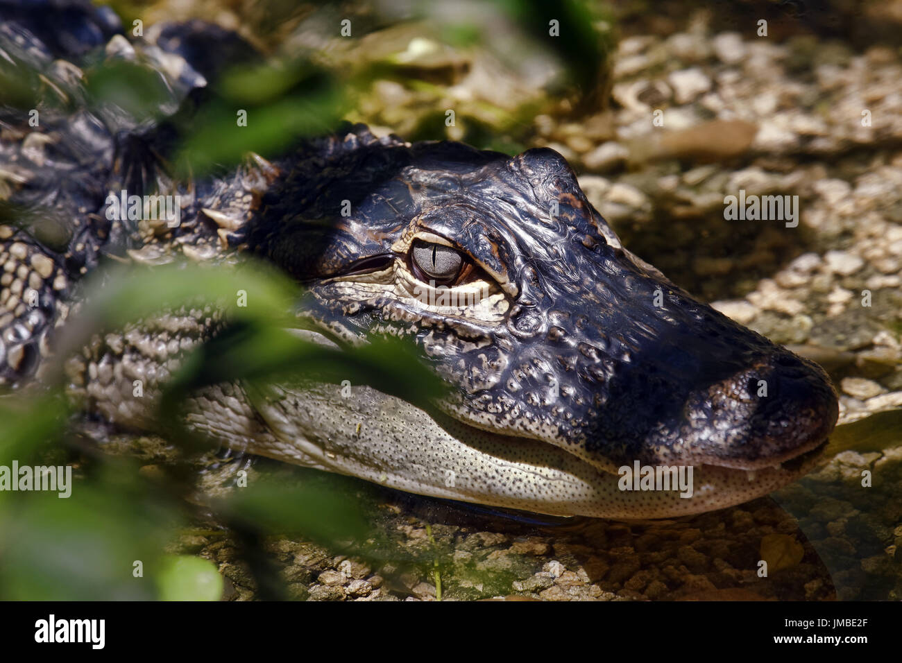 Giovani caimano spectacled - crocodilus Caimano Foto Stock