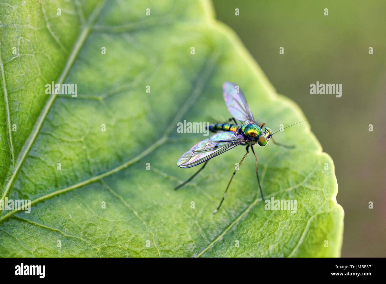 Dalle lunghe gambe fly - famiglia Dolichopodidae (specie sconosciuto) Foto Stock