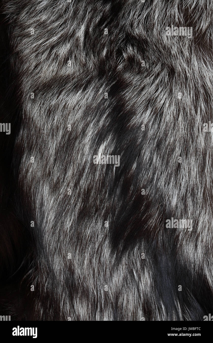 Primo piano di argento naturale pelliccia di volpe. Nice background Foto Stock