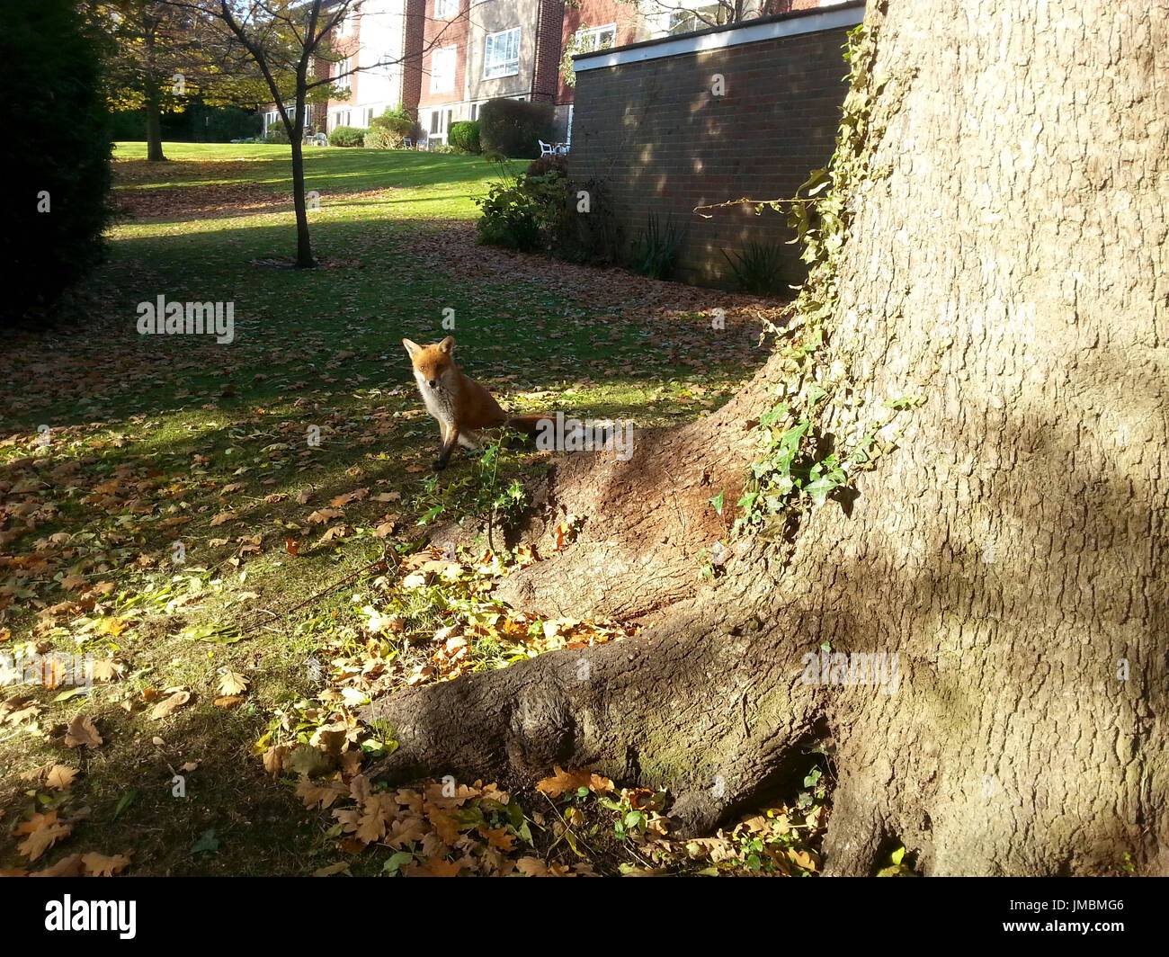 Giovane volpe nel giardino di Londra Foto Stock