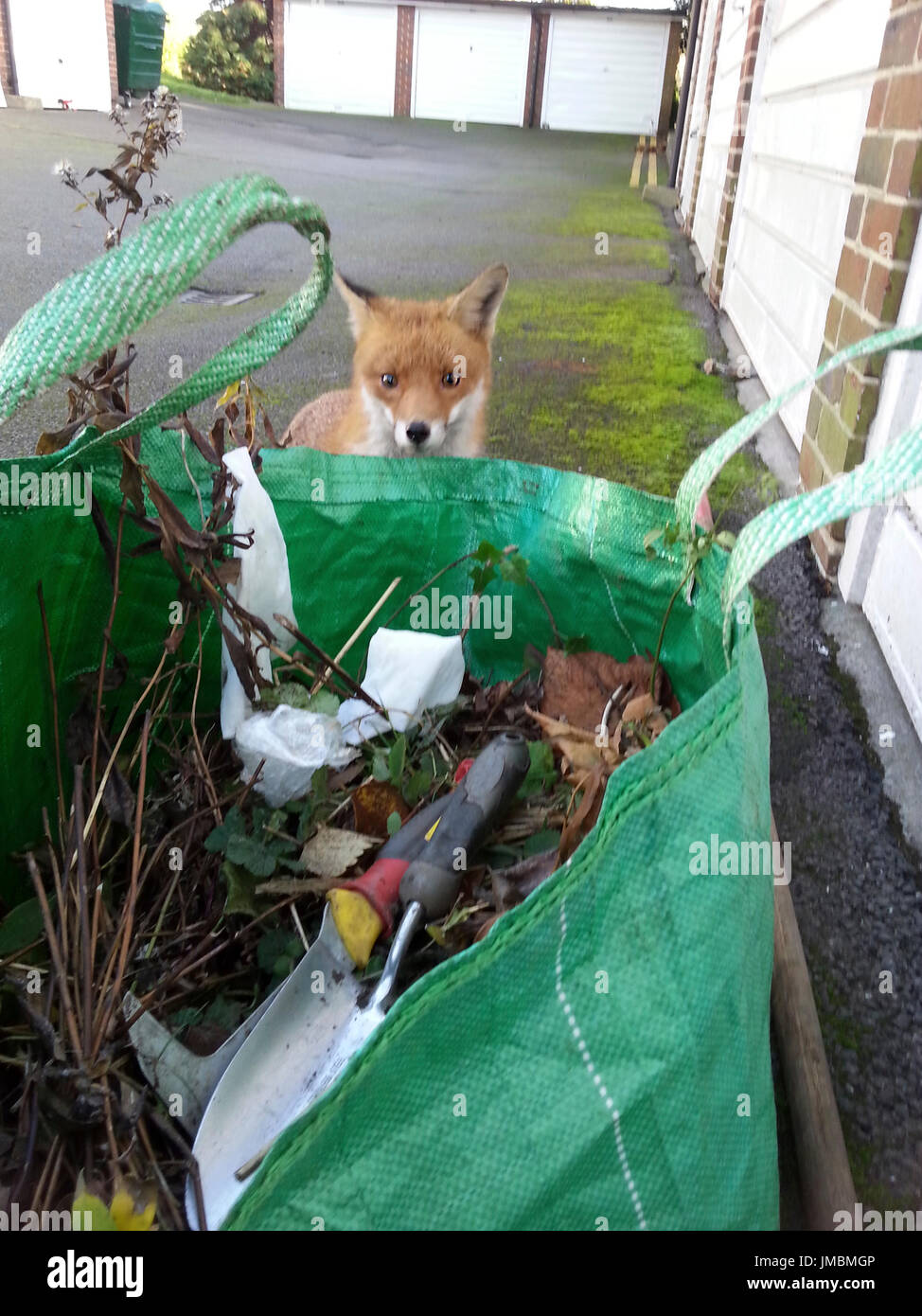 Giovani friendly urban fox guardando il giardiniere Foto Stock