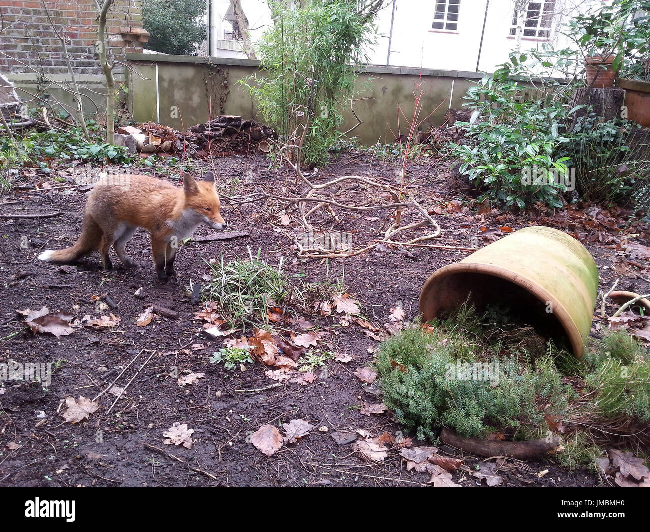Giovane volpe nel giardino di Londra Foto Stock