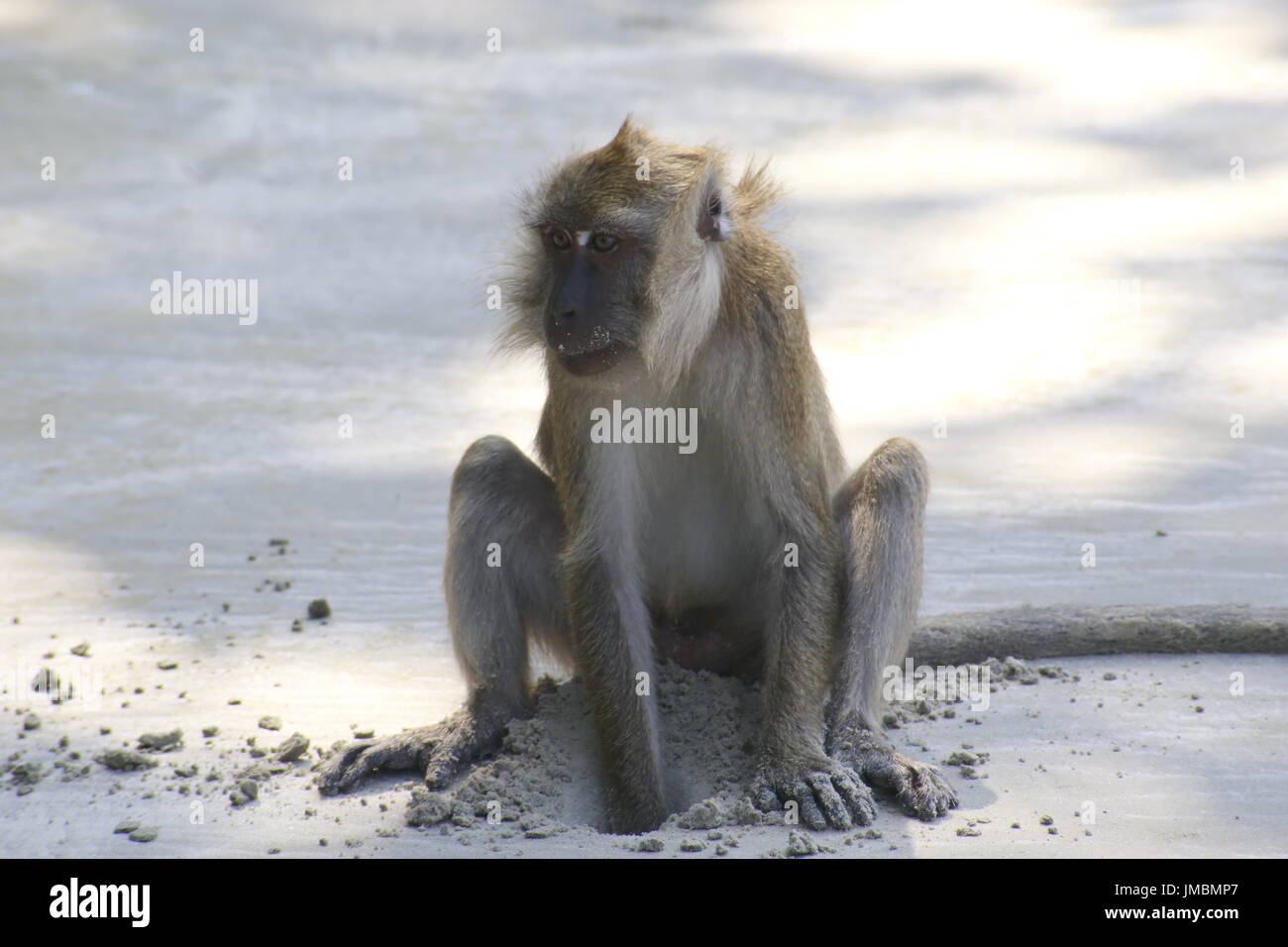 Macaque granchio di scavo per i granchi sulla Koh Tarutao island beach in Thailandia Foto Stock