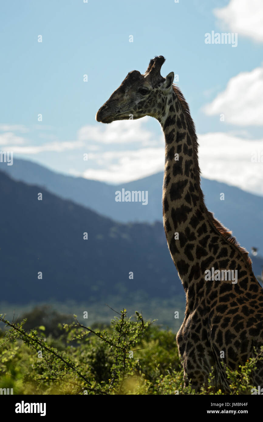 Giraffa - Giraffa, Tsavo, Kenya safari Foto Stock