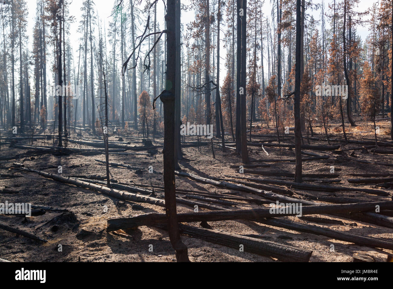 Il fumo è retro illuminato dal sole del pomeriggio in quanto si deposita intorno al lodge pole di alberi di pino che è stata bruciata dal National Creek complesso fire in Oregon. Foto Stock