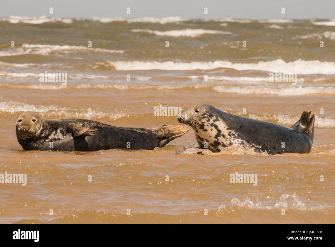 Una colonia di foche contenente entrambi i comuni e le foche grigie al largo della costa di Norfolk, Gran Bretagna. Foto Stock