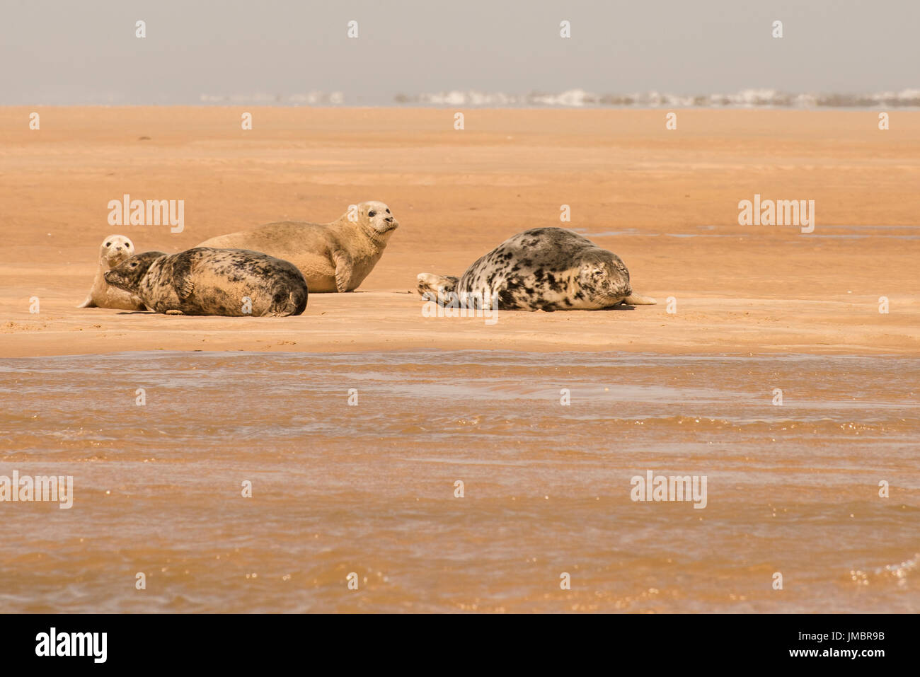 Una colonia di foche contenente entrambi i comuni e le foche grigie al largo della costa di Norfolk, Gran Bretagna. Foto Stock
