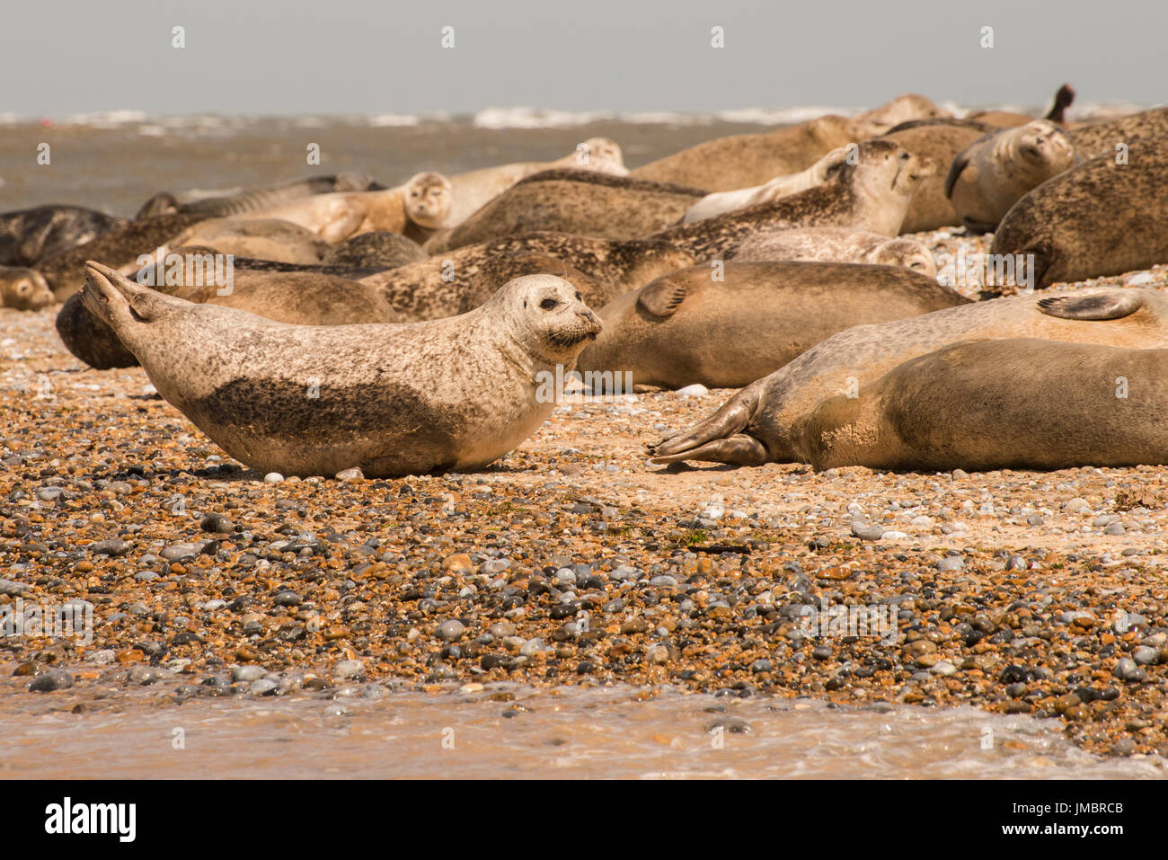 Una colonia di foche contenente entrambi i comuni e le foche grigie al largo della costa di Norfolk, Gran Bretagna. Foto Stock