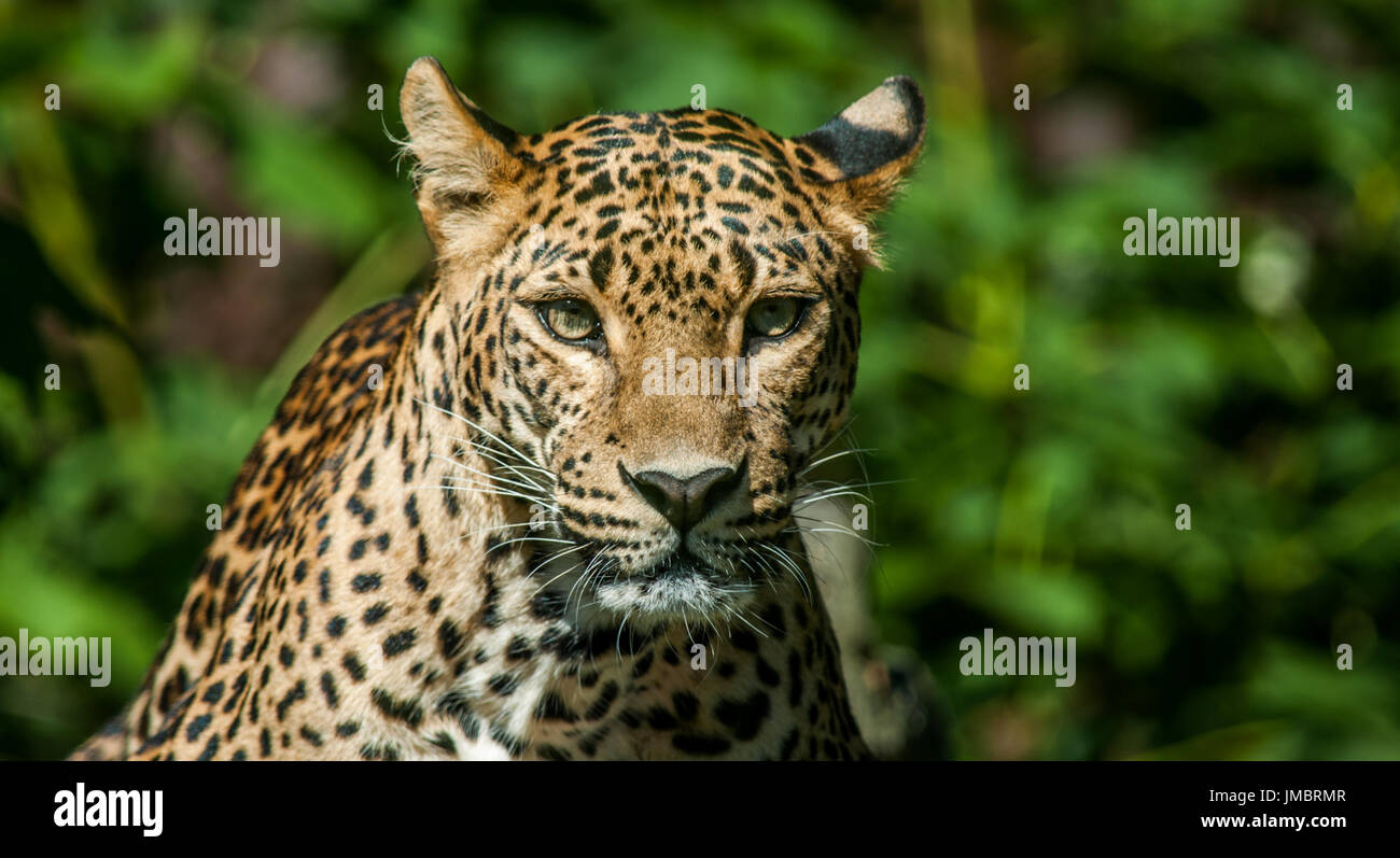 Deridono la Leopard 2 Foto Stock