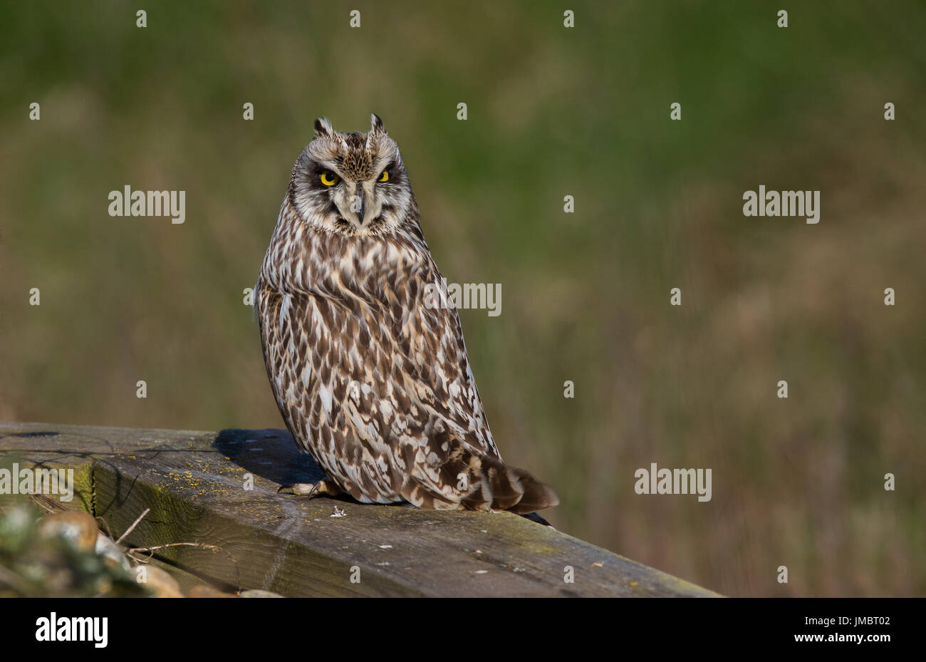 Breve gufo comune Foto Stock