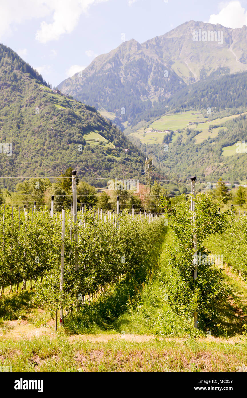 Campi di alberi di mele nella regione Trentino Alto Adige Foto Stock