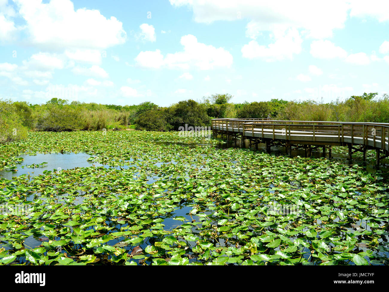 Anhinga Trail attraverso il parco nazionale delle Everglades della Florida Foto Stock