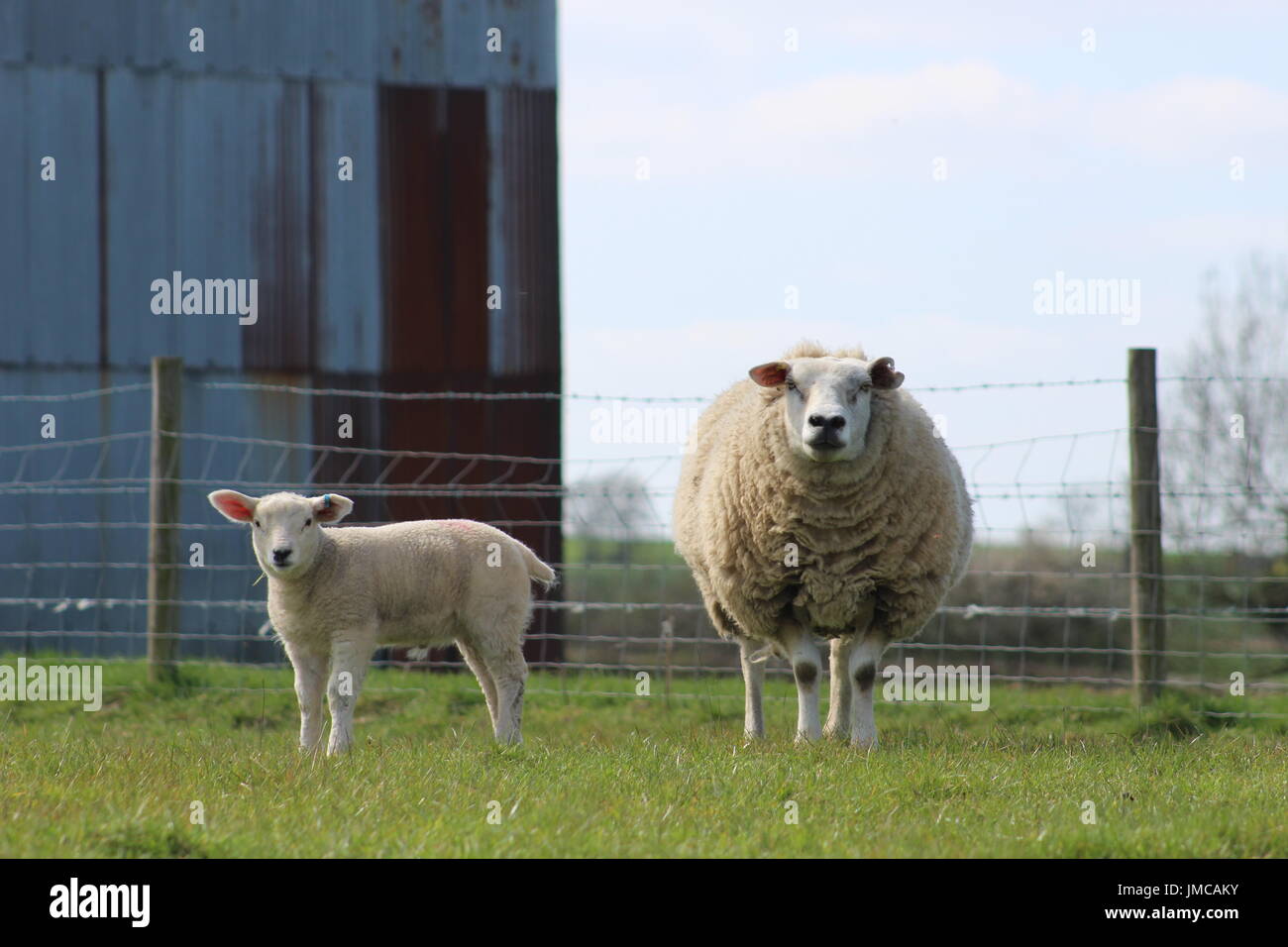 Texel pecora e agnello Foto Stock