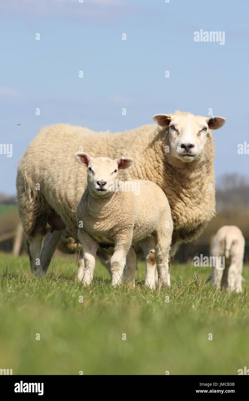 Ottima pecora e agnello Foto Stock