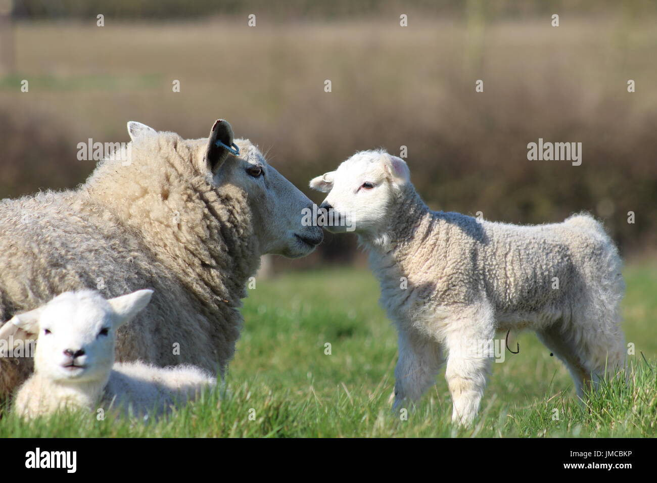 Neonato pecore e agnelli Foto Stock