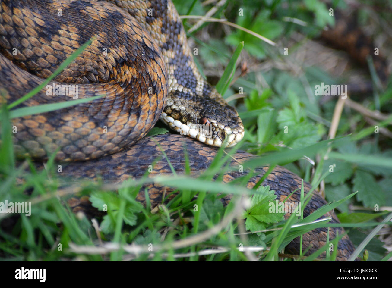 Il sommatore / Vi[er (Vipera berus) - crogiolarsi sotto il sole estivo Foto Stock