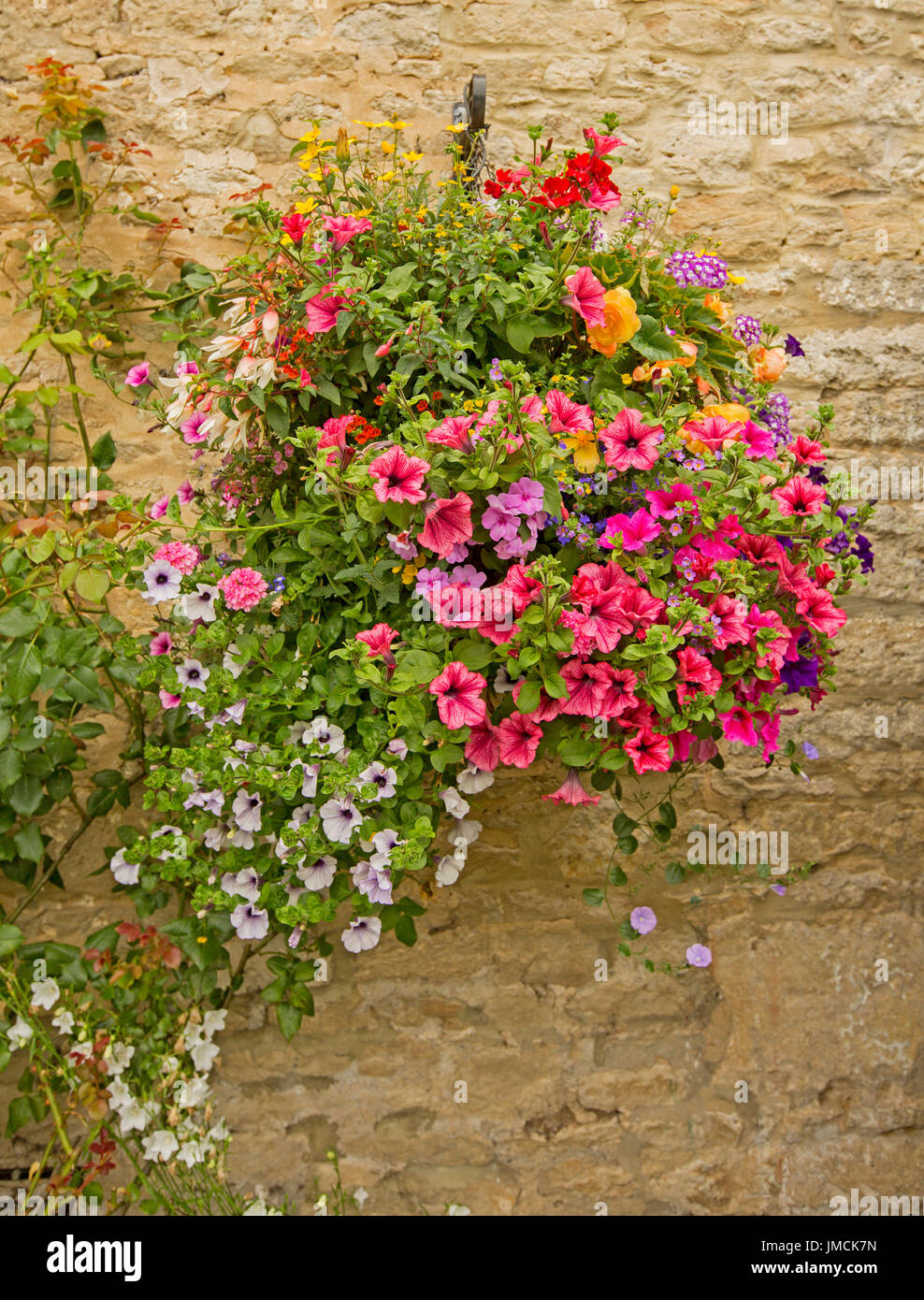 Massa di le piante di fioritura variopinte, inc.rosso e lilla nelle petunie, begonie e fuchsias nel cesto appeso contro il muro di pietra Foto Stock