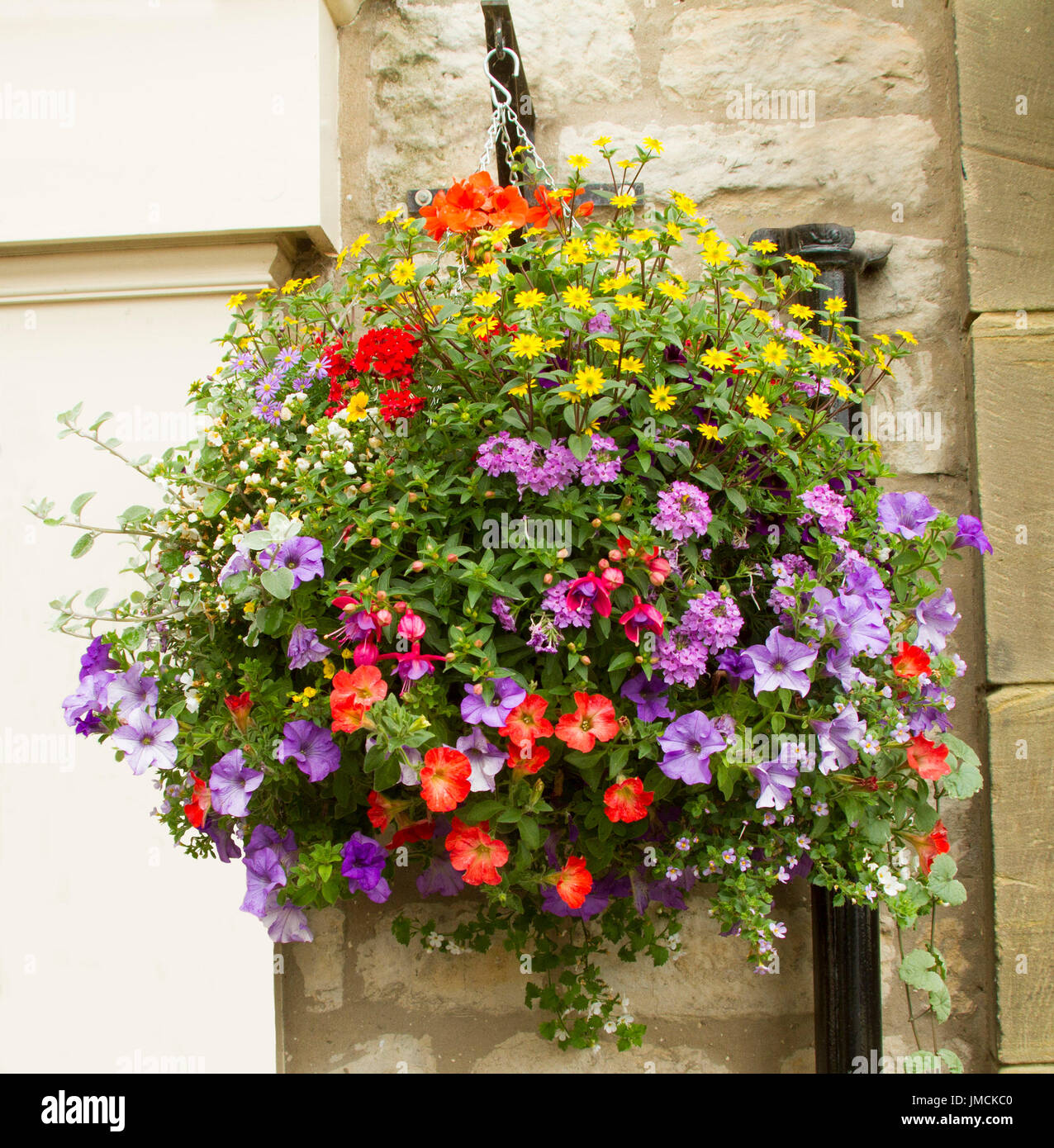 Massa di le piante di fioritura variopinte inc. malva e rosso nelle petunie, margherite giallo e viola la verbena nel cestello pendenti contro la luce muro di pietra Foto Stock