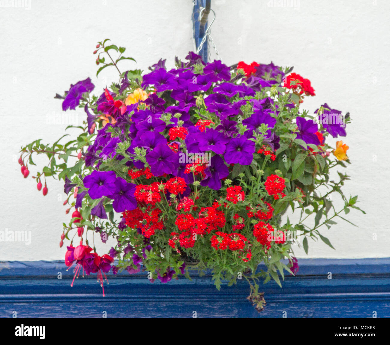 Massa di fiori vivaci, compresi rosso verbena, viola luminoso nelle petunie, e rosso fuchsias, nel cesto appeso contro il muro bianco Foto Stock