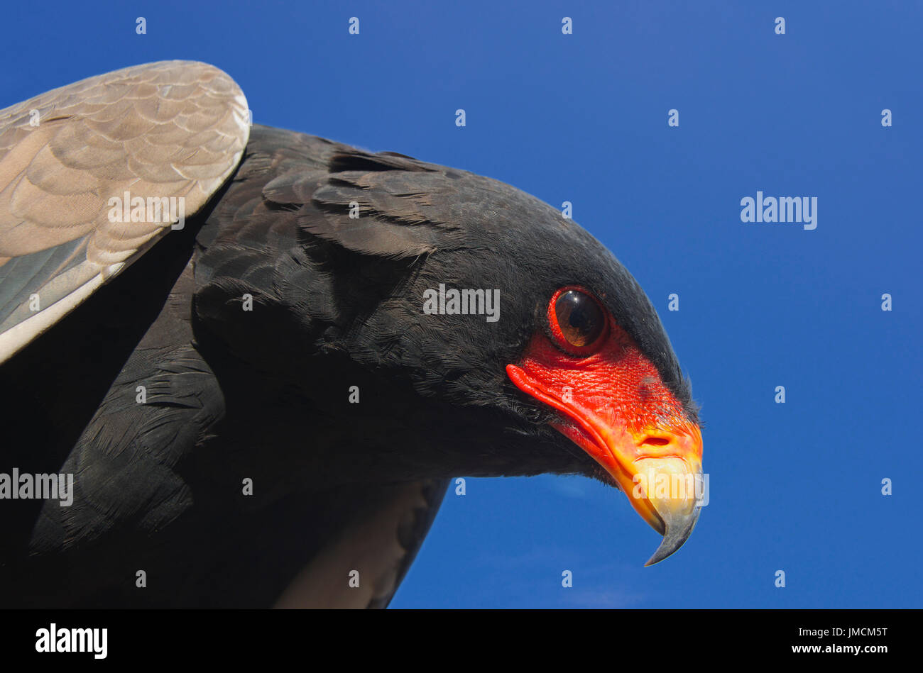 Close-up Bateleur eagle Sud Africa Foto Stock