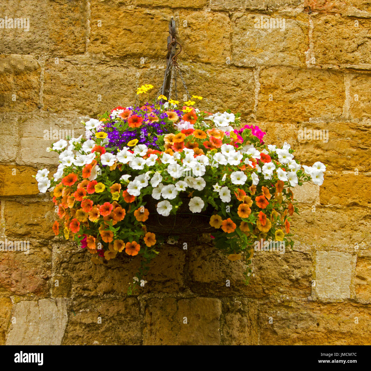 Massa di vivacemente colorato di piante fiorite, inc. in arancione e bianco calibrachoas e viola lobelia nel cesto appeso contro golden brown muro di pietra Foto Stock