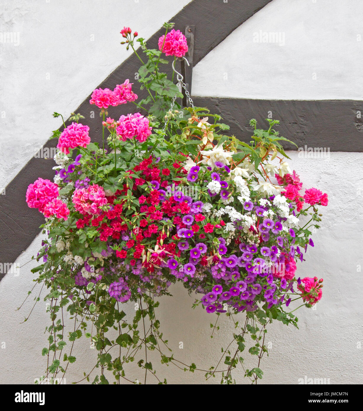 Massa di le piante di fioritura variopinte, Inc. La verbena bianco, viola e bianco calibrachoas, vivaci gerani rosa, nel cesto appeso contro il muro bianco Foto Stock