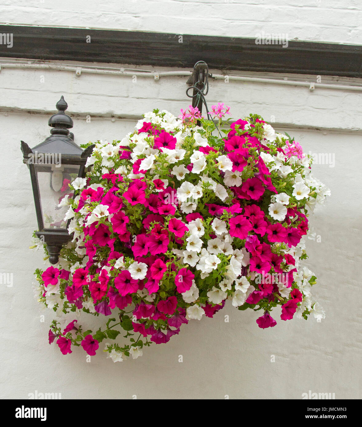 Massa di straordinaria fioritura colorata annuari, bianco e rosso vivo nelle petunie, nel cesto appeso contro il muro bianco Foto Stock