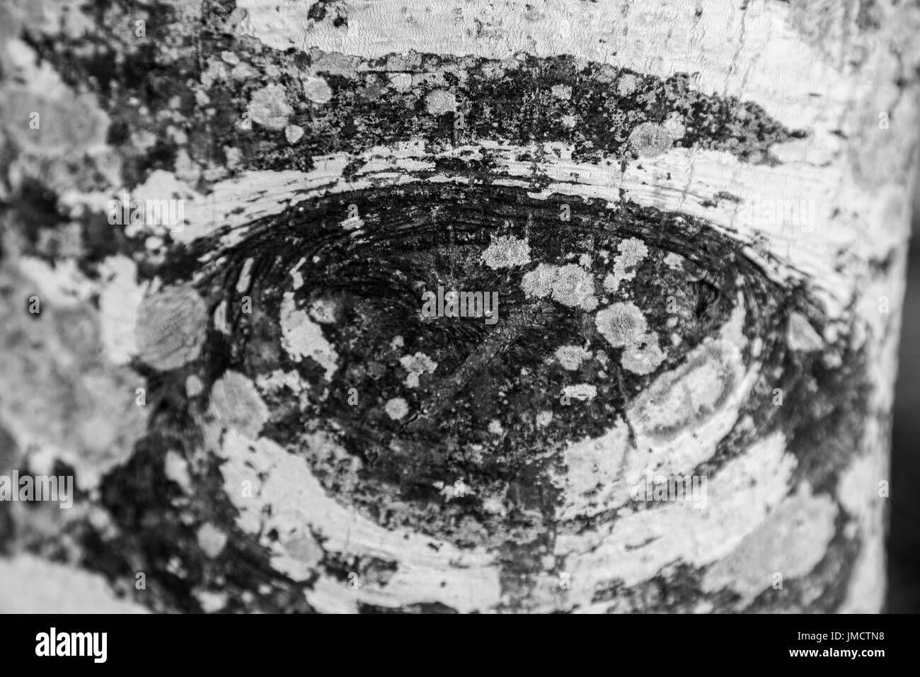 Corteccia di albero che assomiglia a un occhio Foto Stock