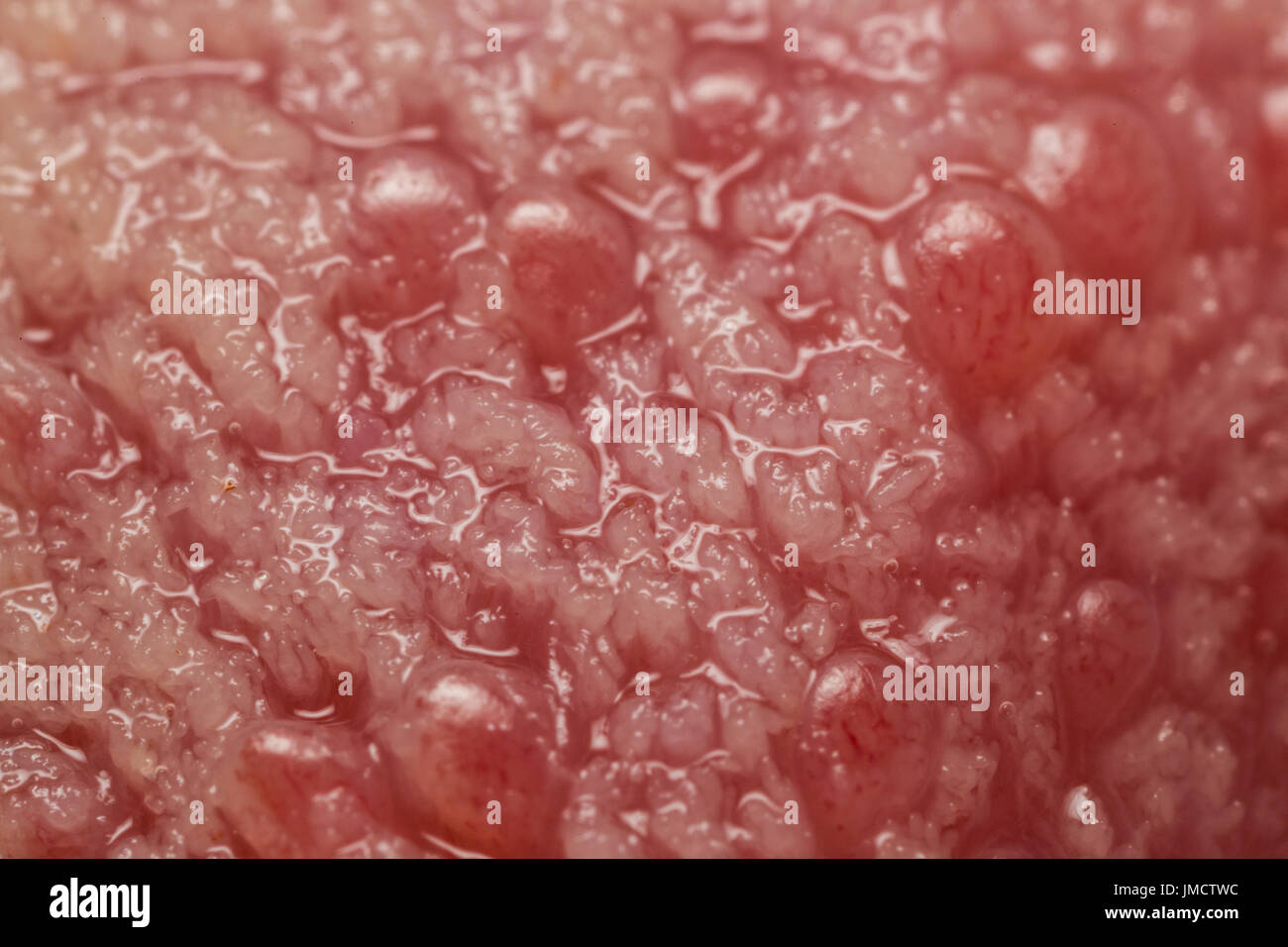 Foto macro di papille gustative sulla lingua umana Foto Stock
