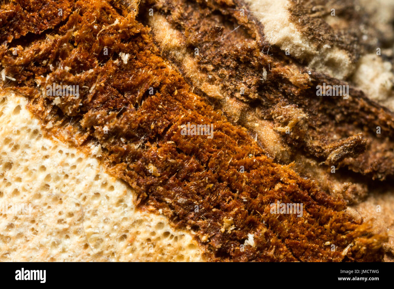 Macro, alta immagine ingrandita di quercia finale di log tagliato. Mostra gli strati di legno e tessuto fine dettaglio Foto Stock