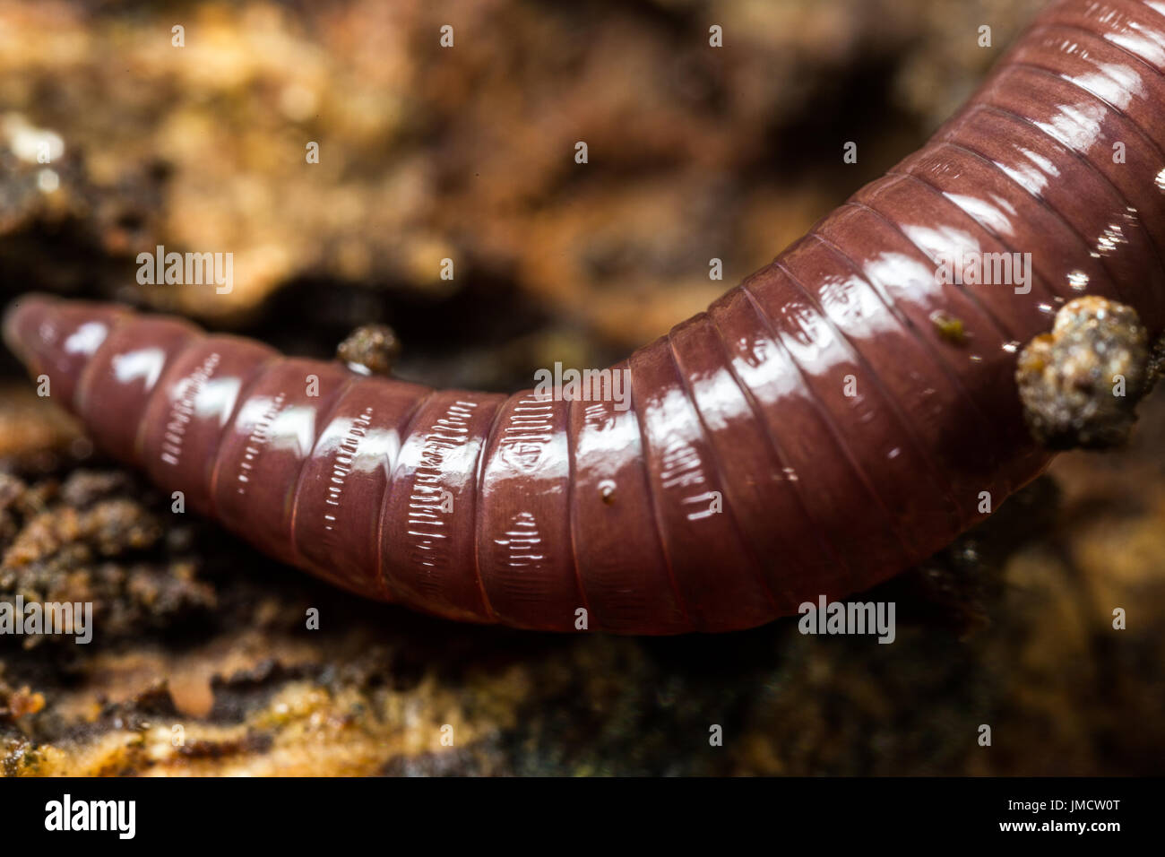 Foto macro di un worm di massa Foto Stock