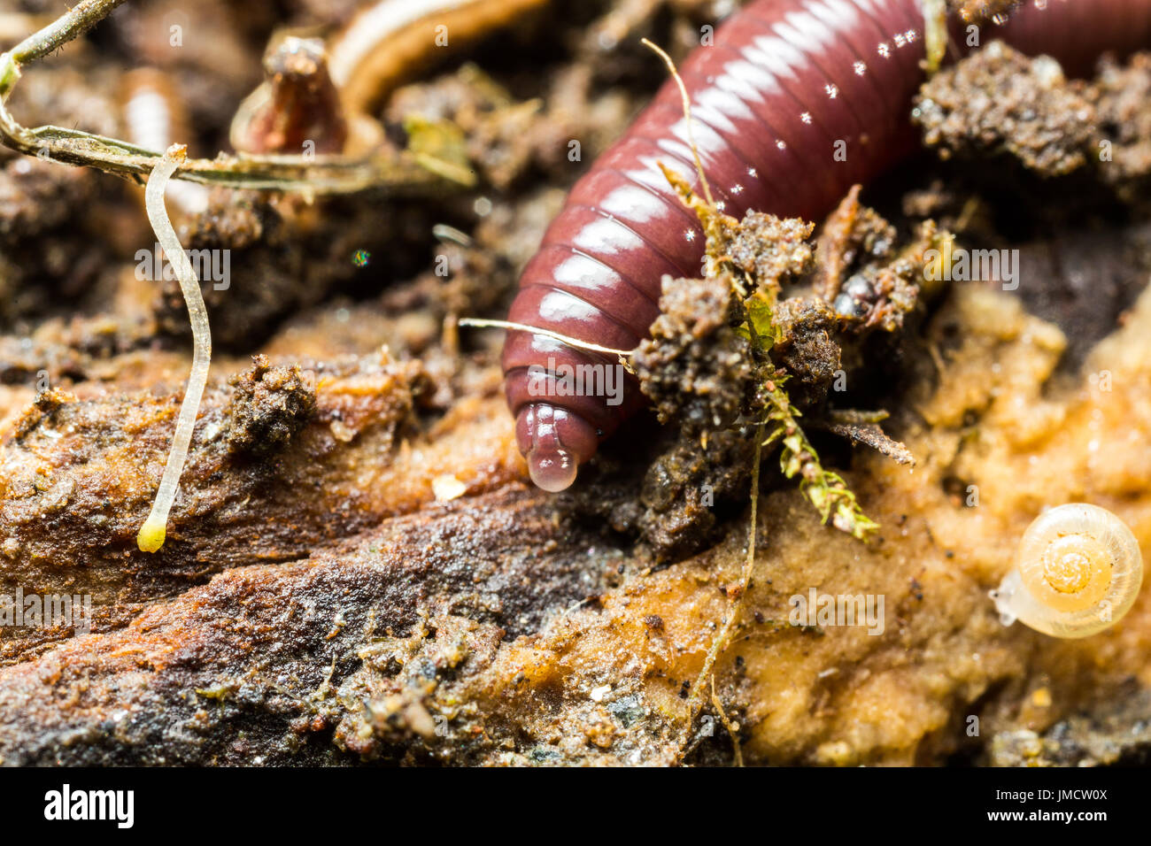 Foto macro di un worm di massa Foto Stock