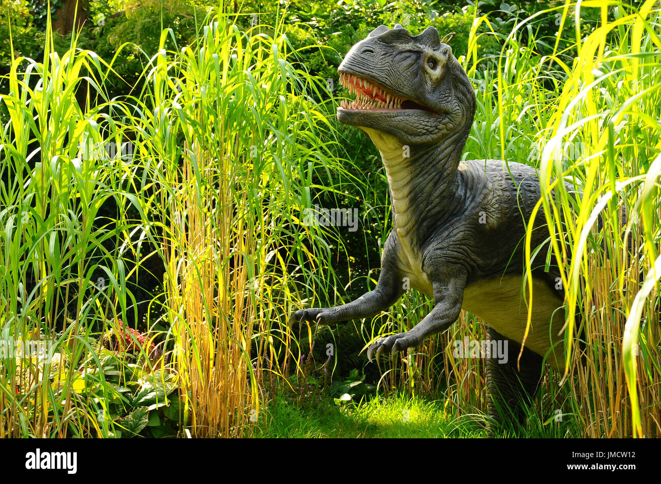 Animazione di un modello di un dinosauro Allosaurus emergenti da erba lunga Foto Stock