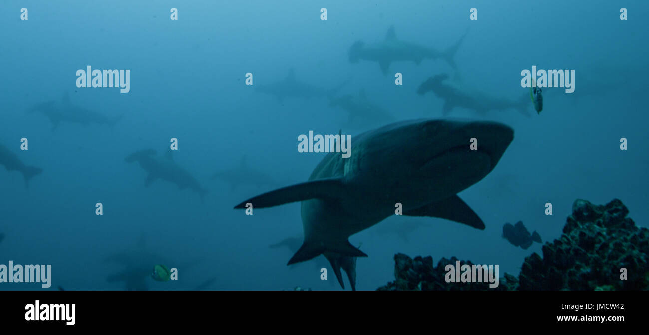 Squali martello, Cocos Island Foto Stock