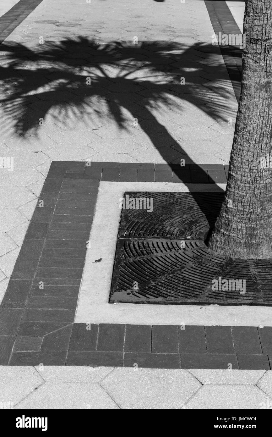 Palm Tree ombra sul marciapiede Foto Stock