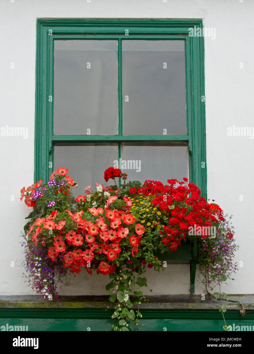 Massa vivaci piante fiorite inc, rosso verbena, orange nelle petunie, giallo margherite, lobelia, e gerani in Window box contro il muro bianco Foto Stock