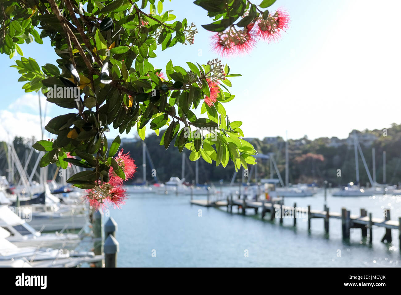 Albero Pohutukawa e fiori nella baia di colombe imbarcazione marina, Kerikeri, Northland, Nuova Zelanda, NZ Foto Stock