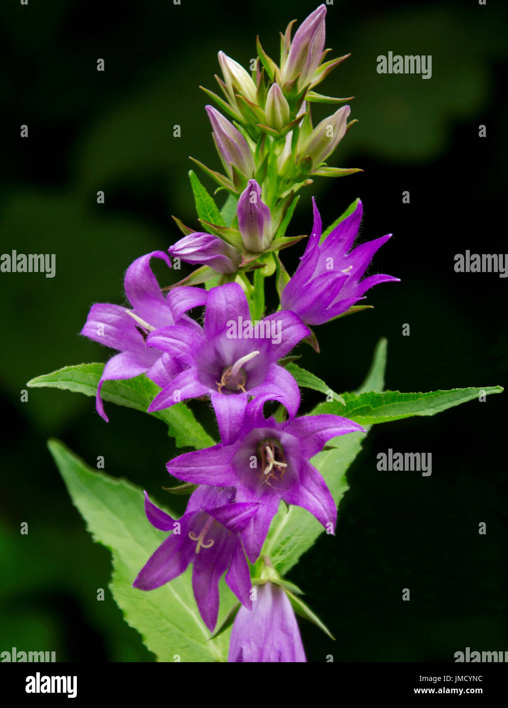 Bella viola vividi fiori e fogliame color smeraldo di Campanula latifolia, campanula, British fiori selvaggi su sfondo nero Foto Stock