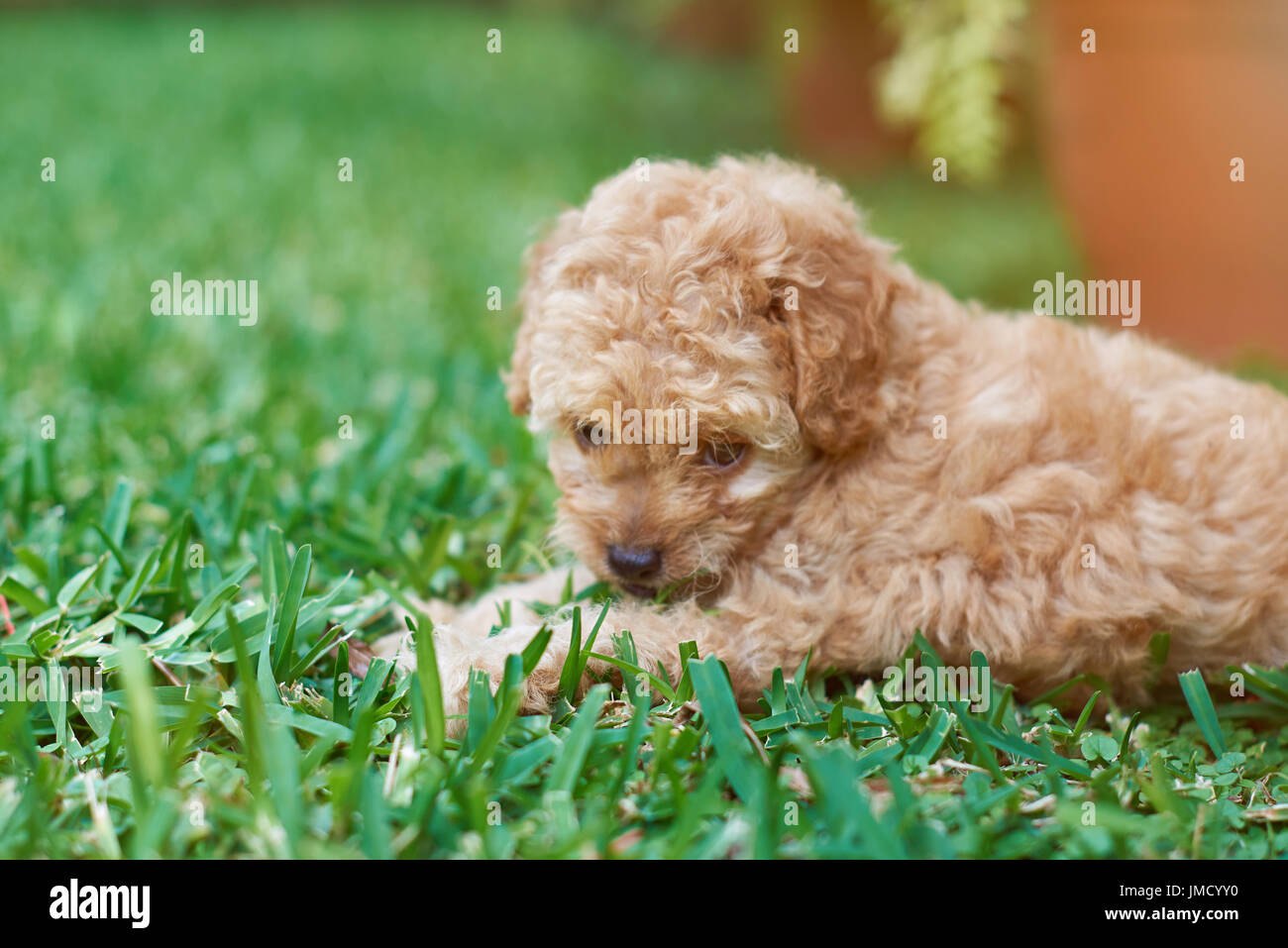 Grazioso cucciolo barboncino close-up posa su erba verde sullo sfondo Foto Stock