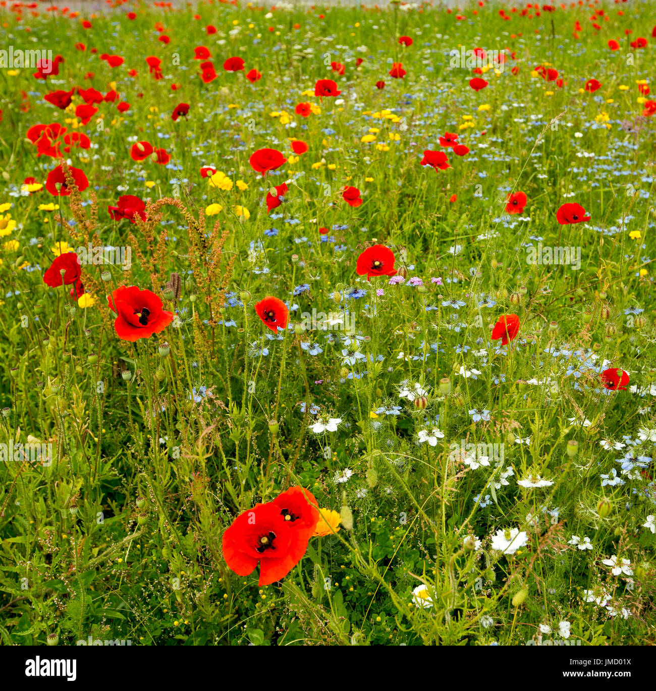 Prato con fiori selvatici compresi rosso papavero e cornflowers - in Gran Bretagna Foto Stock