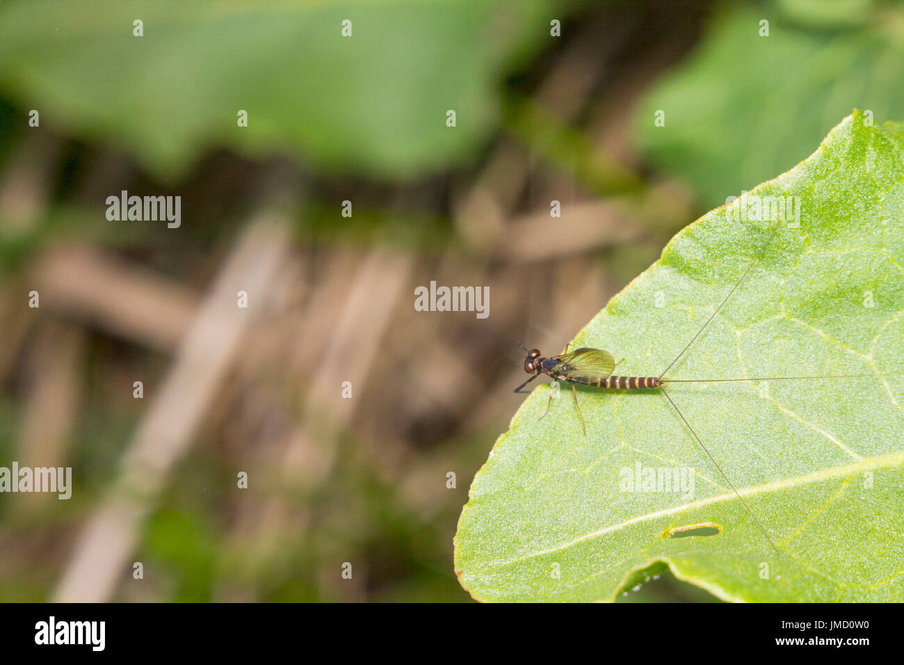 Una vola a strisce con tre croci si siede su una foglia verde Foto Stock