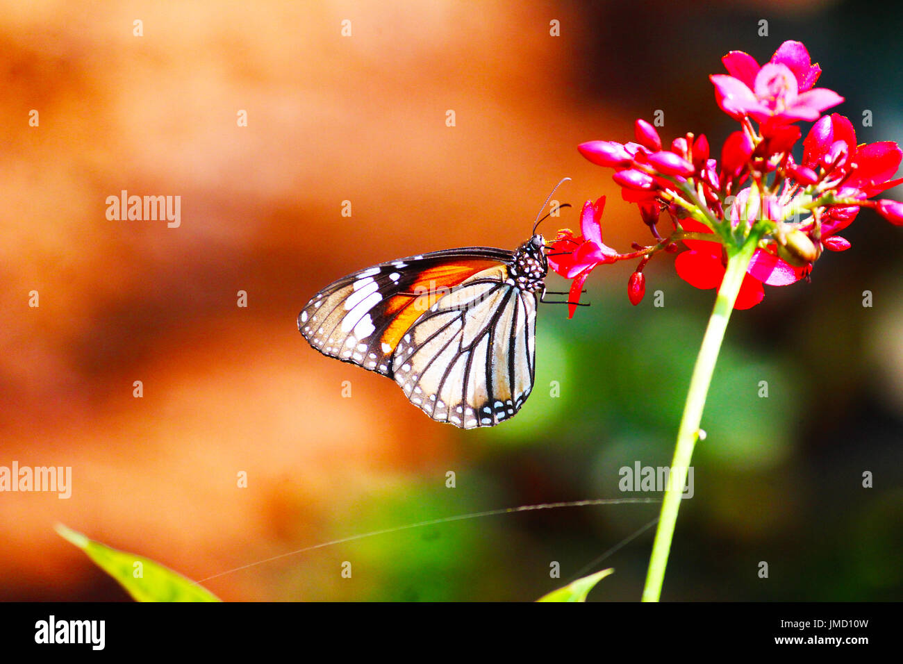 Farfalla Foto Stock