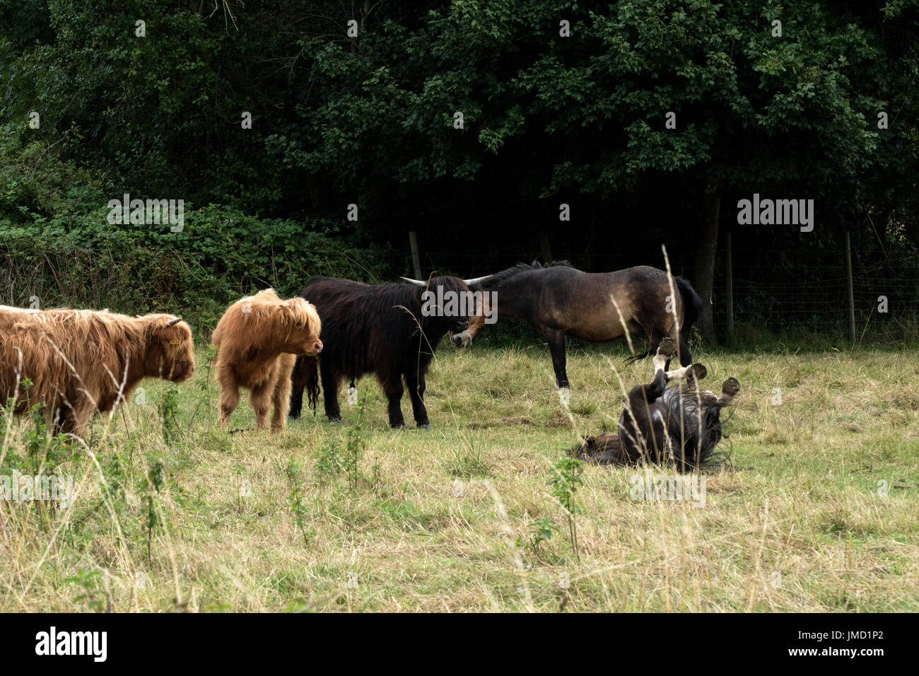 Highland bovini guardando un cavallo di rotolamento sul terreno. Foto Stock