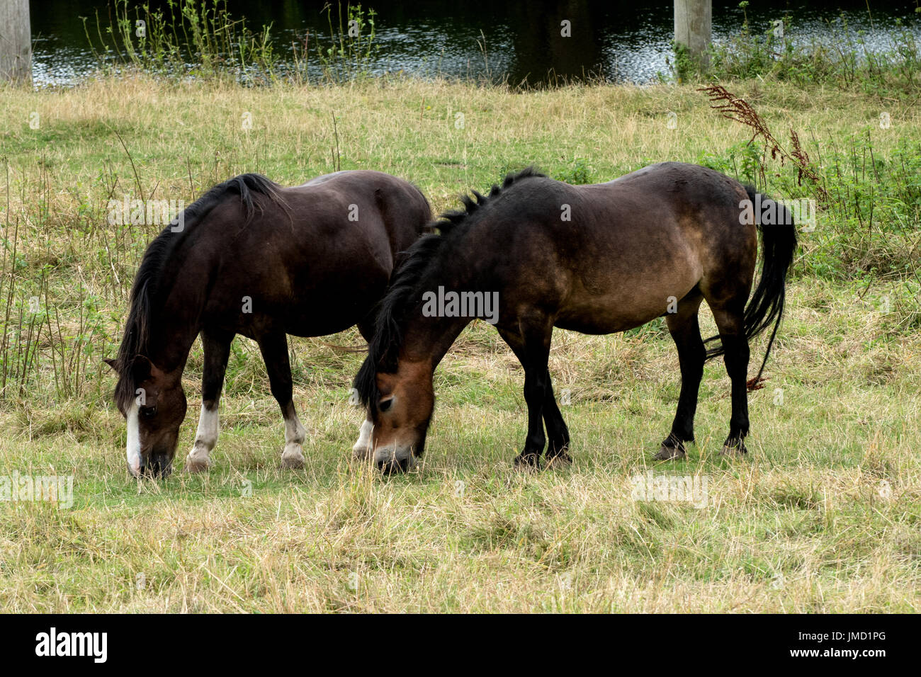 Due cavalli pascolano fianco a fianco Foto Stock