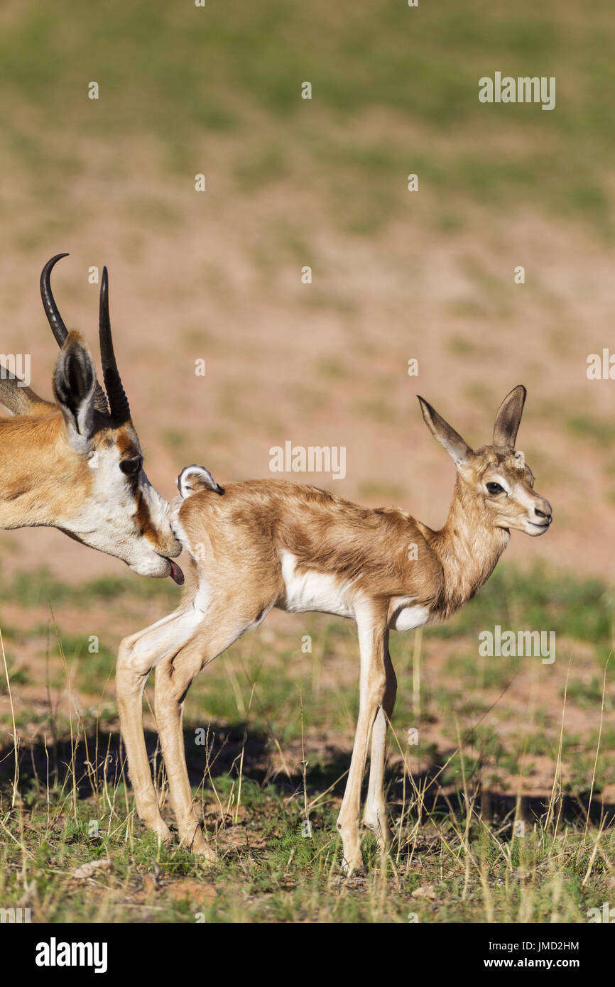 Springbok (Antidorcas marsupialis), pecora pulizia agnello neonato. Durante la stagione delle piogge in un ambiente immerso nel verde. Foto Stock