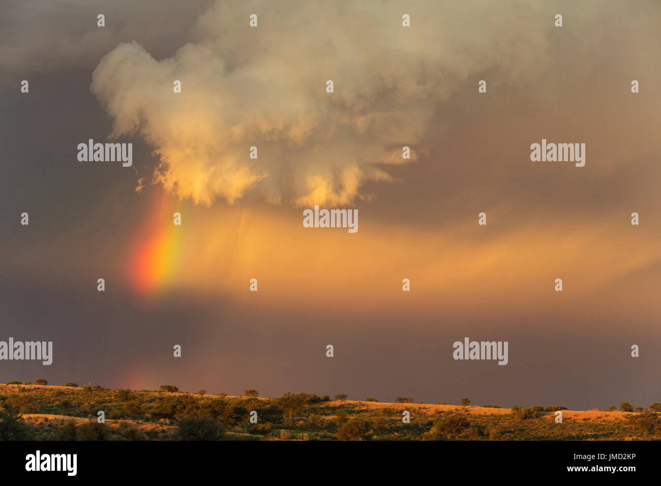 Sera temporale con Cumulonimbus cloud e rainbow con la coda al di sopra di una duna di sabbia. Durante la stagione delle piogge. Deserto Kalahari, Kgalagadi Parco transfrontaliero, Sud Africa. Foto Stock